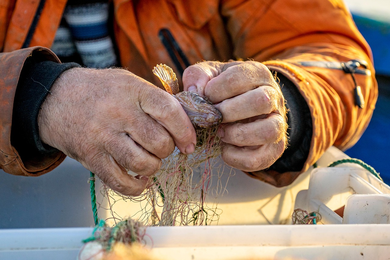 ماهیگیری با تور 1 fishing 7369417 1280