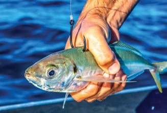 64f7a6d2917c25ee880c1b13 Fishing Guides Banner Image Livebaiting